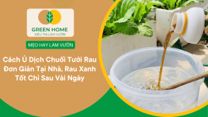 Cách Ủ Dịch Chuối Tưới Rau Đơn Giản Tại Nhà, Rau Xanh Tốt Chỉ Sau Vài Ngày缩略图