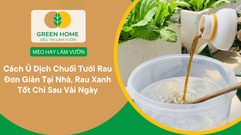 Cách Ủ Dịch Chuối Tưới Rau Đơn Giản Tại Nhà, Rau Xanh Tốt Chỉ Sau Vài Ngày缩略图