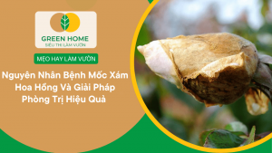 Nguyên Nhân Bệnh Mốc Xám Hoa Hồng Và Giải Pháp Phòng Trị Hiệu Quả缩略图