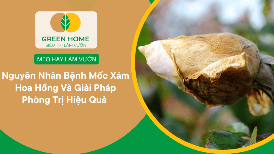Nguyên Nhân Bệnh Mốc Xám Hoa Hồng Và Giải Pháp Phòng Trị Hiệu Quả缩略图