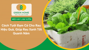 Cách Tưới Đạm Cá Cho Rau Hiệu Quả, Giúp Rau Xanh Tốt Quanh Năm缩略图