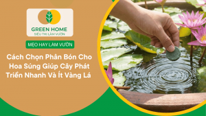 Cách Chọn Phân Bón Cho Hoa Súng Giúp Cây Phát Triển Nhanh Và Ít Vàng Lá缩略图