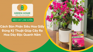 Cách Bón Phân Siêu Hoa Giấy Đúng Kỹ Thuật Giúp Cây Ra Hoa Dày Đặc Quanh Năm缩略图