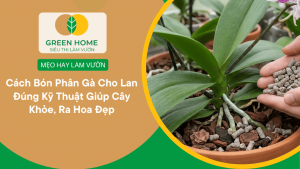 Cách Bón Phân Gà Cho Lan Đúng Kỹ Thuật Giúp Cây Khỏe, Ra Hoa Đẹp缩略图