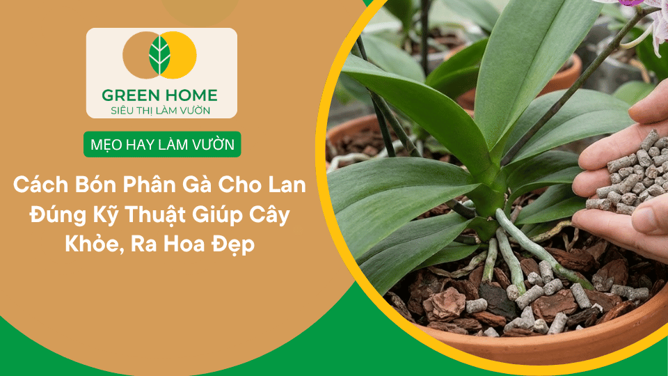 Cách Bón Phân Gà Cho Lan Đúng Kỹ Thuật Giúp Cây Khỏe, Ra Hoa Đẹp缩略图 Cách Bón Phân Gà Cho Lan Đúng Kỹ Thuật Giúp Cây Khỏe, Ra Hoa Đẹp缩略图
