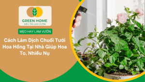 Cách Làm Dịch Chuối Tưới Hoa Hồng Tại Nhà Giúp Hoa To, Nhiều Nụ缩略图