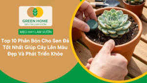 Top 10 Phân Bón Cho Sen Đá Tốt Nhất Giúp Cây Lên Màu Đẹp Và Phát Triển Khỏe缩略图