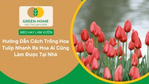 Hướng Dẫn Cách Trồng Hoa Tulip Nhanh Ra Hoa Ai Cũng Làm Được Tại Nhà缩略图