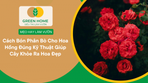 Cách Bón Phân Bò Cho Hoa Hồng Đúng Kỹ Thuật Giúp Cây Khỏe Ra Hoa Đẹp缩略图