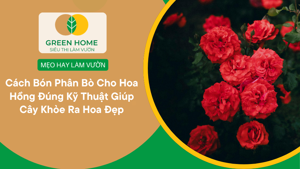 Cách Bón Phân Bò Cho Hoa Hồng Đúng Kỹ Thuật Giúp Cây Khỏe Ra Hoa Đẹp缩略图