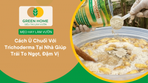 Cách Ủ Chuối Với Trichoderma Tại Nhà Giúp Trái To Ngọt, Đậm Vị缩略图