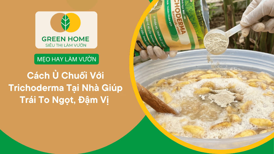 Cách Ủ Chuối Với Trichoderma Tại Nhà Giúp Trái To Ngọt, Đậm Vị缩略图