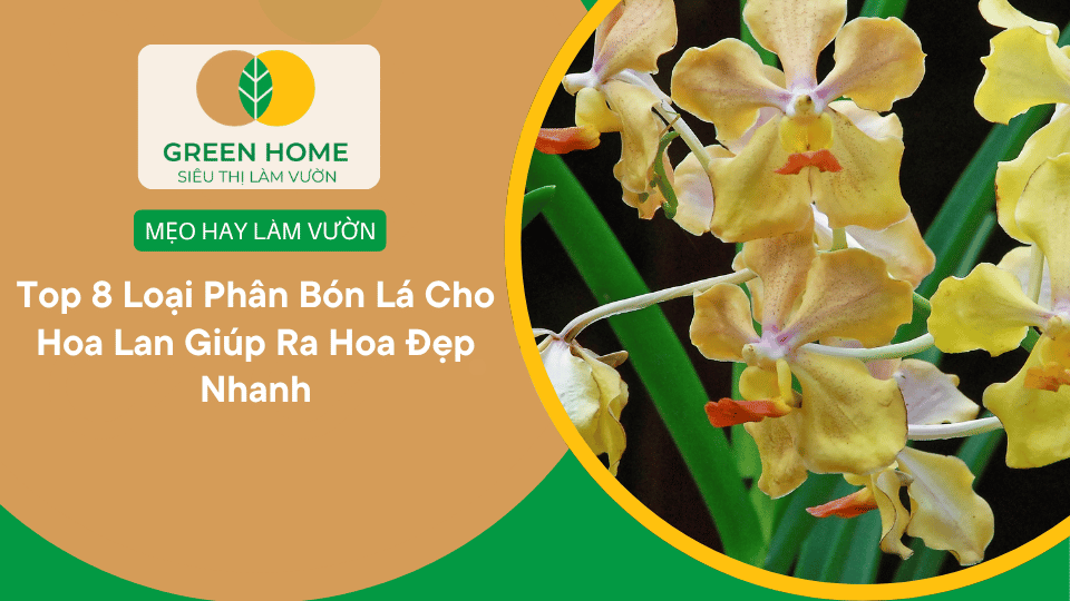 Top 8 Loại Phân Bón Lá Cho Hoa Lan Giúp Ra Hoa Đẹp Nhanh缩略图