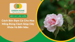 Cách Bón Đạm Cá Cho Hoa Hồng Đúng Cách Giúp Cây Khỏe Và Bền Màu缩略图