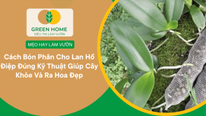 Cách Bón Phân Cho Lan Hồ Điệp Đúng Kỹ Thuật Giúp Cây Khỏe Và Ra Hoa Đẹp缩略图