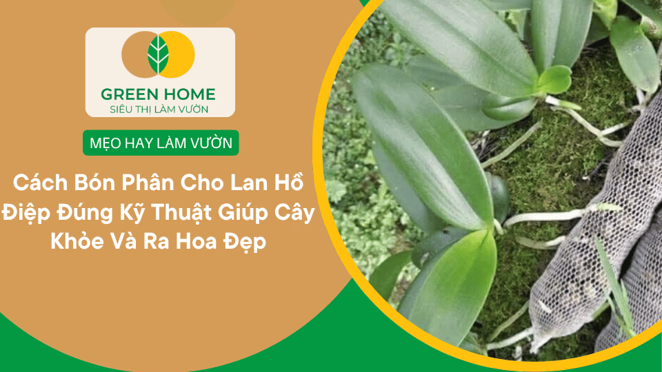 Cách Bón Phân Cho Lan Hồ Điệp Đúng Kỹ Thuật Giúp Cây Khỏe Và Ra Hoa Đẹp缩略图