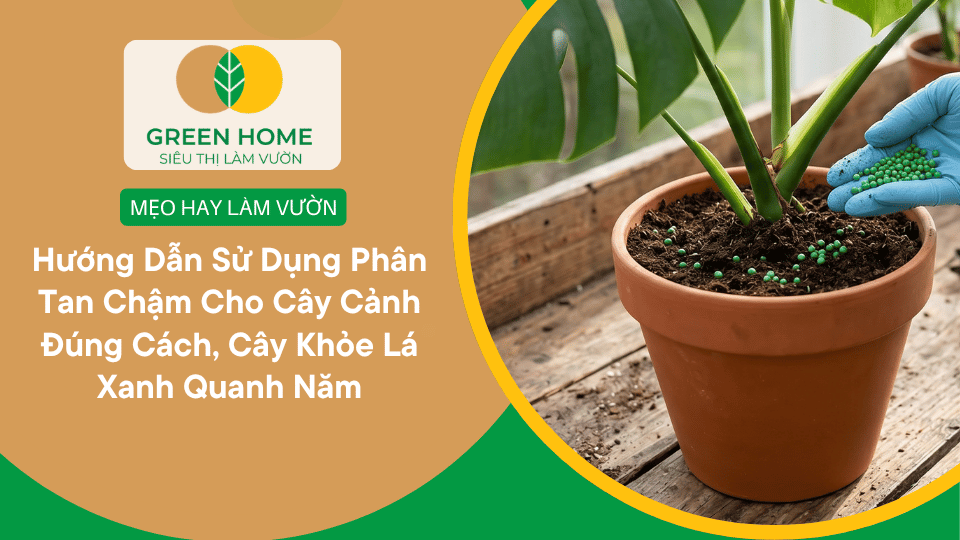 Hướng Dẫn Sử Dụng Phân Tan Chậm Cho Cây Cảnh Đúng Cách, Cây Khỏe Lá Xanh Quanh Năm缩略图