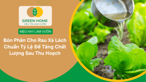 Bón Phân Cho Rau Xà Lách Chuẩn Tỷ Lệ Để Tăng Chất Lượng Sau Thu Hoạch缩略图