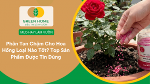 Phân Tan Chậm Cho Hoa Hồng Loại Nào Tốt? Top Sản Phẩm Được Tin Dùng缩略图