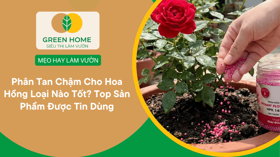 Phân Tan Chậm Cho Hoa Hồng Loại Nào Tốt? Top Sản Phẩm Được Tin Dùng缩略图
