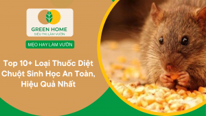 Top 10+ Loại Thuốc Diệt Chuột Sinh Học An Toàn, Hiệu Quả Nhất缩略图
