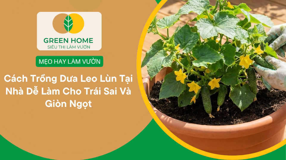 Cách Trồng Dưa Leo Lùn Tại Nhà Dễ Làm Cho Trái Sai Và Giòn Ngọt缩略图