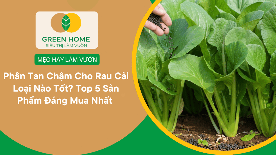 Phân Tan Chậm Cho Rau Cải Loại Nào Tốt? Top 5 Sản Phẩm Đáng Mua Nhất缩略图