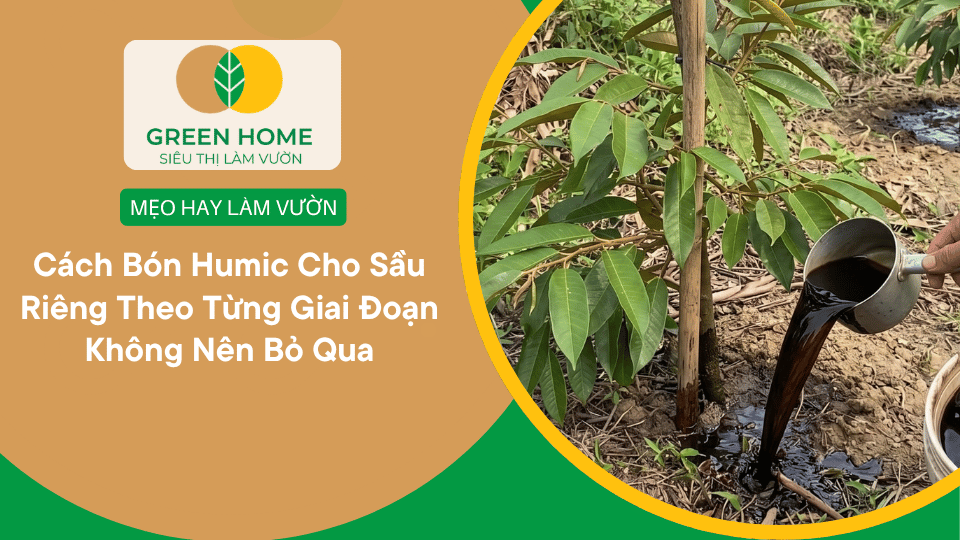 Cách Bón Humic Cho Sầu Riêng Theo Từng Giai Đoạn  Không Nên Bỏ Qua缩略图