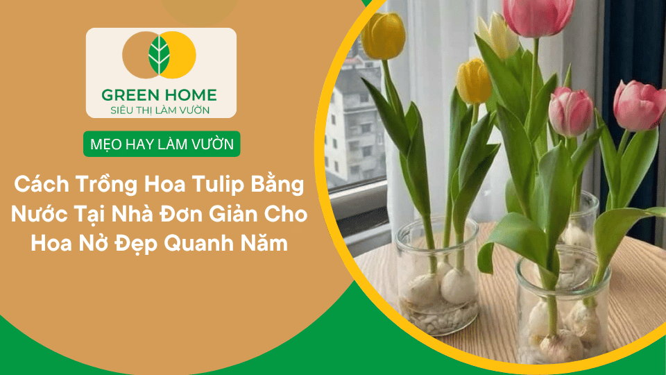 Cách Trồng Hoa Tulip Bằng Nước Tại Nhà Đơn Giản Cho Hoa Nở Đẹp Quanh Năm缩略图