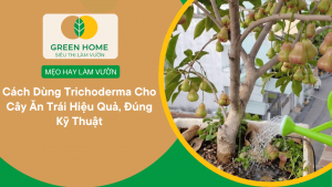 Cách Dùng Trichoderma Cho Cây Ăn Trái Hiệu Quả, Đúng Kỹ Thuật缩略图