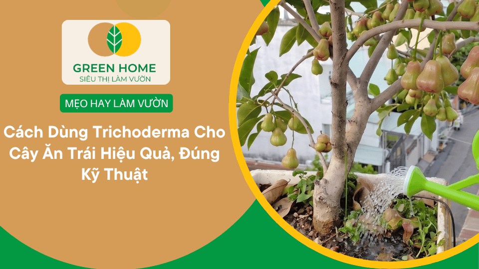 Cách Dùng Trichoderma Cho Cây Ăn Trái Hiệu Quả, Đúng Kỹ Thuật缩略图