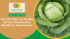 Cách Bón Phân Cho Rau Bắp Cải Theo Từng Giai Đoạn Giúp Bắp To, Năng Suất Cao缩略图
