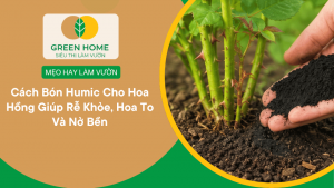 Cách Bón Humic Cho Hoa Hồng Giúp Rễ Khỏe, Hoa To Và Nở Bền缩略图