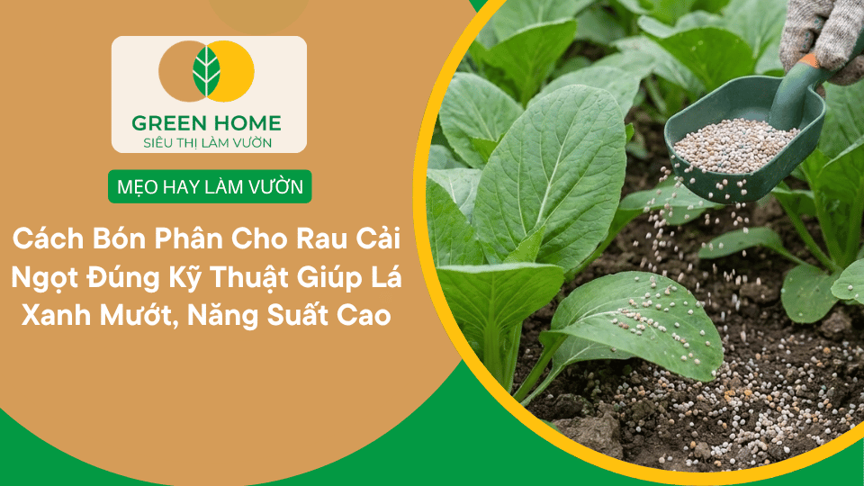 Cách Bón Phân Cho Rau Cải Ngọt Đúng Kỹ Thuật Giúp Lá Xanh Mướt, Năng Suất Cao缩略图