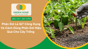Phân Dơi Là Gì? Công Dụng Và Cách Dùng Phân Dơi Hiệu Quả Cho Cây Trồng缩略图