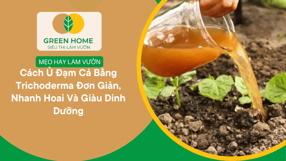 Cách Ủ Đạm Cá Bằng Trichoderma Đơn Giản, Nhanh Hoai Và Giàu Dinh Dưỡng缩略图