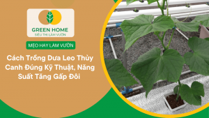 Cách Trồng Dưa Leo Thủy Canh Đúng Kỹ Thuật, Năng Suất Tăng Gấp Đôi缩略图