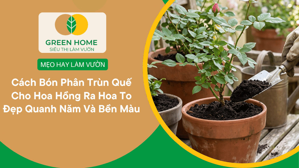 Cách Bón Phân Trùn Quế Cho Hoa Hồng Ra Hoa To Đẹp Quanh Năm Và Bền Màu缩略图