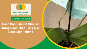 Cách Bón Đạm Cá Cho Lan Đúng Cách Theo Từng Giai Đoạn Sinh Trưởng缩略图