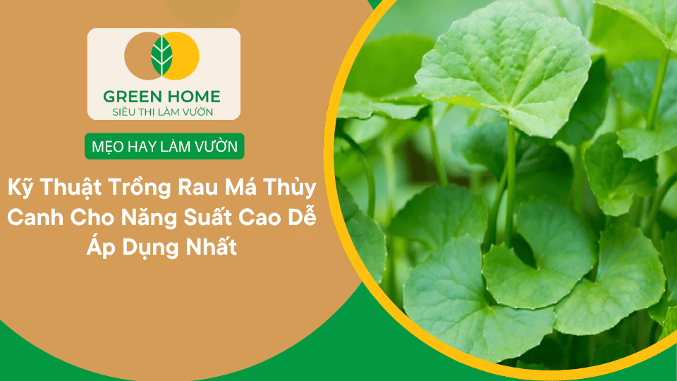 Kỹ Thuật Trồng Rau Má Thủy Canh Cho Năng Suất Cao Dễ Áp Dụng Nhất缩略图