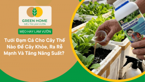 Tưới Đạm Cá Cho Cây Thế Nào Để Cây Khỏe, Ra Rễ Mạnh Và Tăng Năng Suất?缩略图