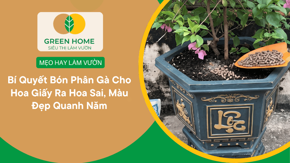 Bí Quyết Bón Phân Gà Cho Hoa Giấy Ra Hoa Sai, Màu Đẹp Quanh Năm缩略图 Bí Quyết Bón Phân Gà Cho Hoa Giấy Ra Hoa Sai, Màu Đẹp Quanh Năm缩略图