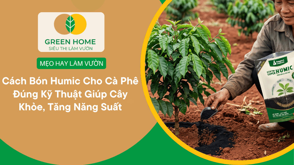 Cách Bón Humic Cho Cà Phê Đúng Kỹ Thuật Giúp Cây Khỏe, Tăng Năng Suất缩略图 Cách Bón Humic Cho Cà Phê Đúng Kỹ Thuật Giúp Cây Khỏe, Tăng Năng Suất缩略图