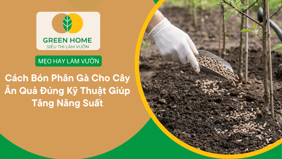 Cách Bón Phân Gà Cho Cây Ăn Quả Đúng Kỹ Thuật Giúp Tăng Năng Suất缩略图 Cách Bón Phân Gà Cho Cây Ăn Quả Đúng Kỹ Thuật Giúp Tăng Năng Suất缩略图