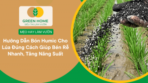 Hướng Dẫn Bón Humic Cho Lúa Đúng Cách Giúp Bén Rễ Nhanh, Tăng Năng Suất缩略图