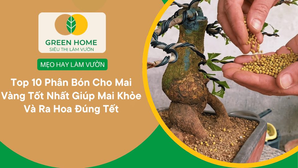 Top 10 Phân Bón Cho Mai Vàng Tốt Nhất Giúp Mai Khỏe Và Ra Hoa Đúng Tết缩略图