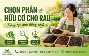 Cách Chọn Phân Bón Hữu Cơ Cho Rau Trồng Tại Nhà Chuẩn缩略图
