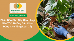 Phân Bón Cho Cây Cảnh Loại Nào Tốt? Hướng Dẫn Chọn Đúng Cho Từng Loại Cây缩略图
