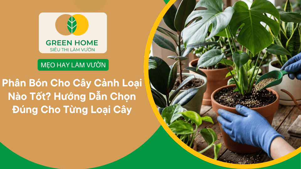 Phân Bón Cho Cây Cảnh Loại Nào Tốt? Hướng Dẫn Chọn Đúng Cho Từng Loại Cây缩略图