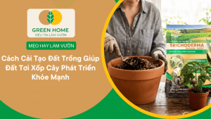 Cách Cải Tạo Đất Trồng Giúp Đất Tơi Xốp Cây Phát Triển Khỏe Mạnh缩略图